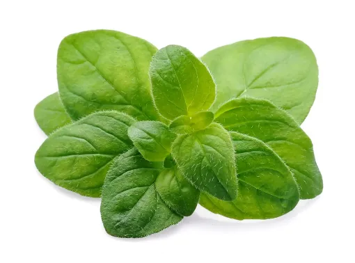 Picture of Oregano 100g