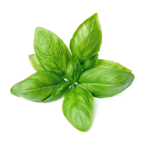 Picture of Basil