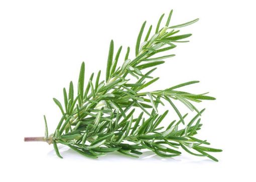 Picture of Rosemary