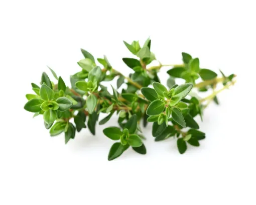 Picture of Thyme
