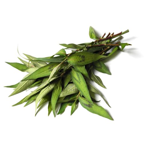 Picture of Vietnamese Coriander