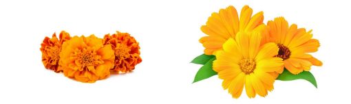 Picture of Calendula & Marigold