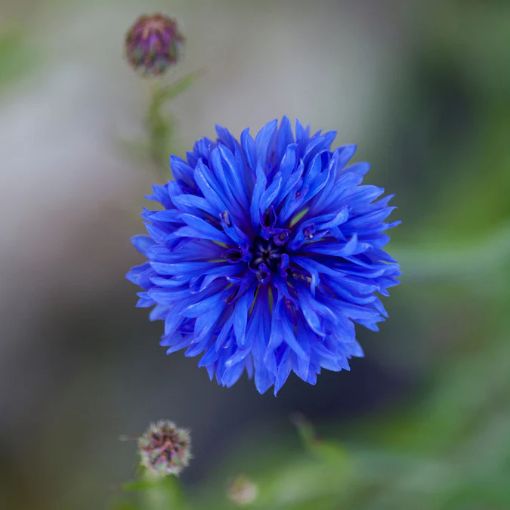 Picture of Blue Cornflower, Wild Rocket & Dianthus
