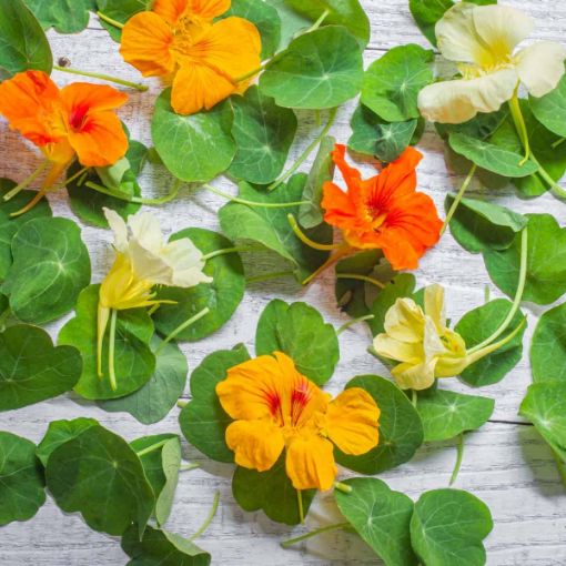 Picture of Nastursium (flowers or leaves)